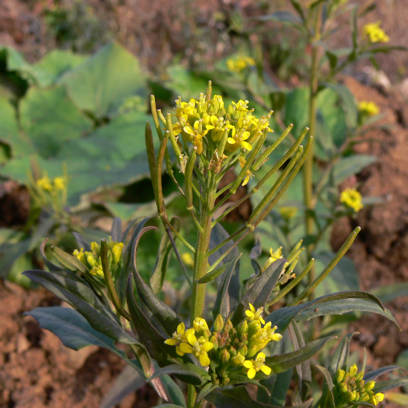 Image of Erysimum cheiranthoides specimen.