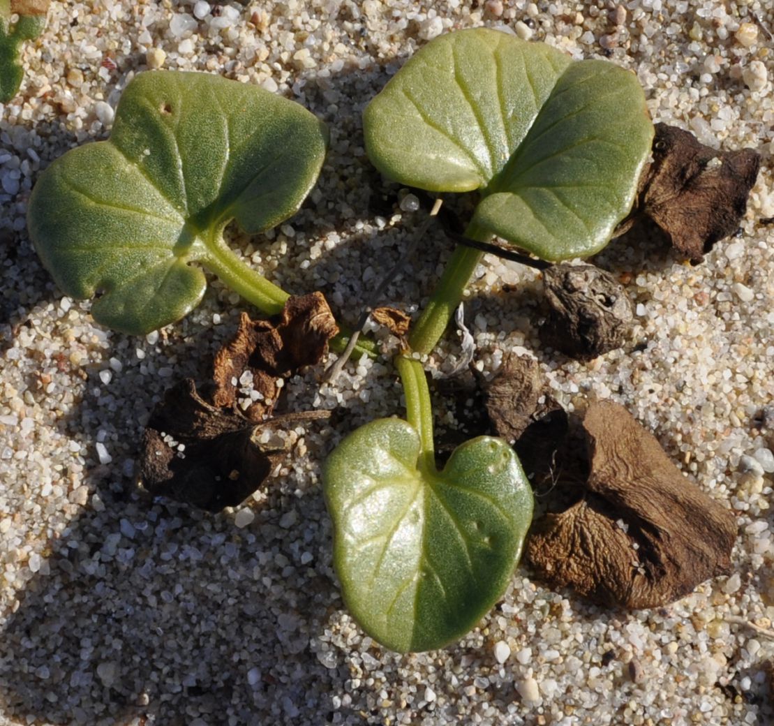 Image of Calystegia soldanella specimen.