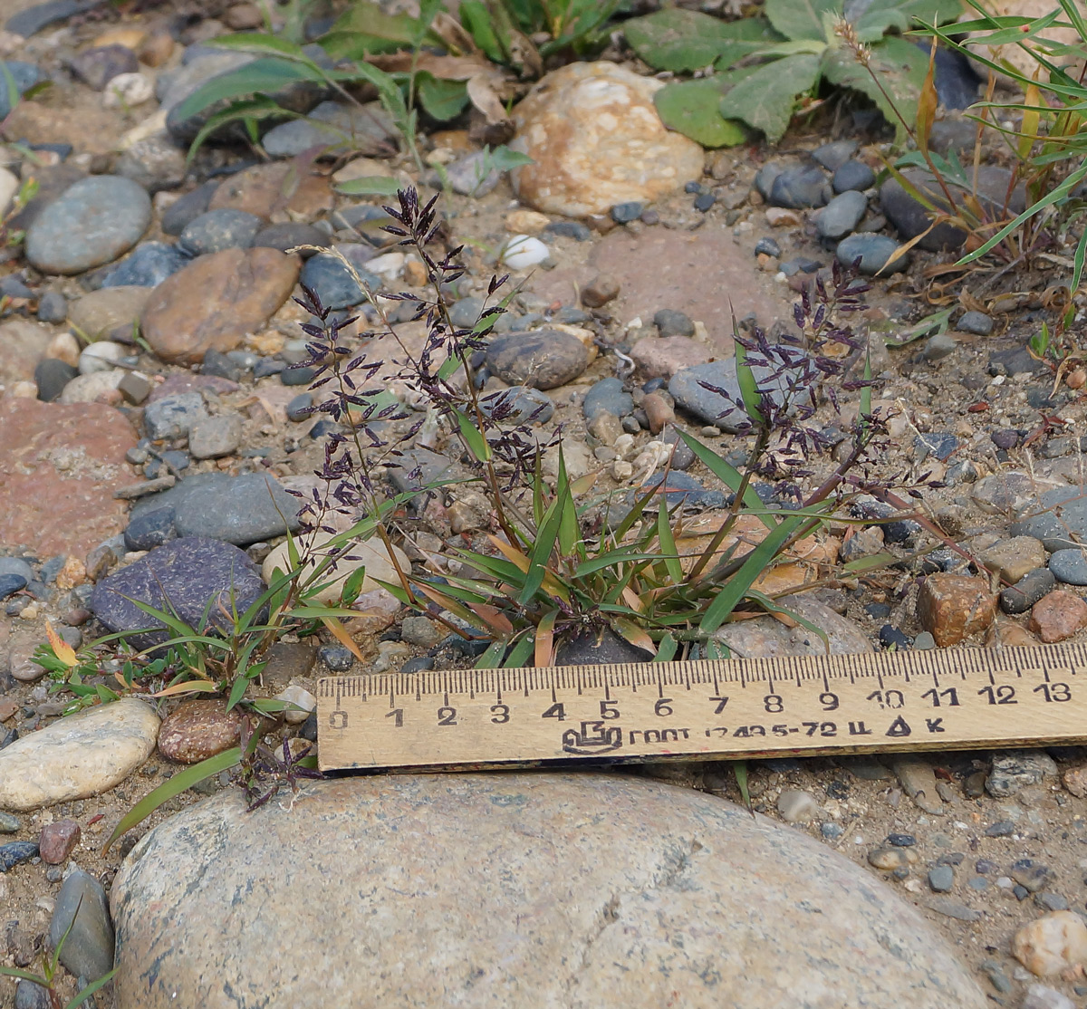 Image of Eragrostis minor specimen.