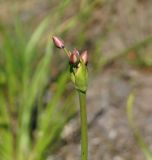 Butomus umbellatus