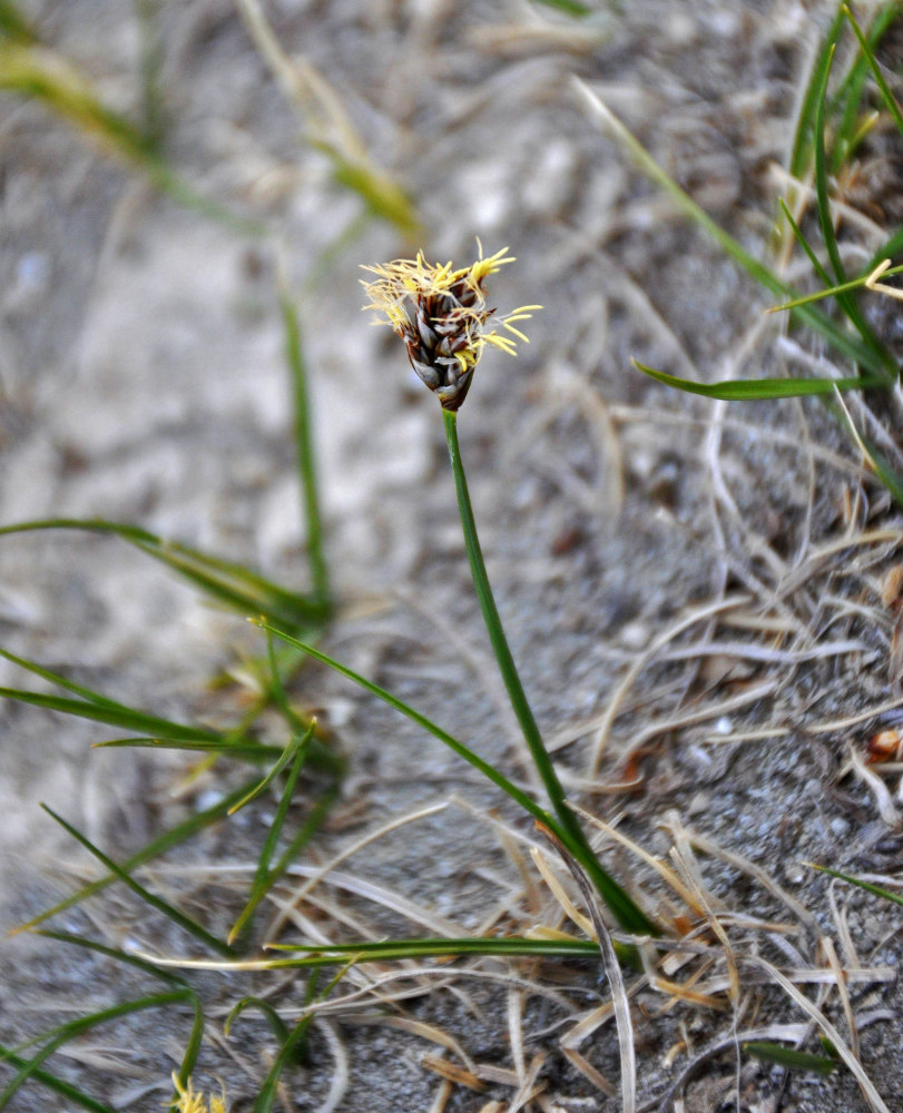 Изображение особи Carex duriuscula.