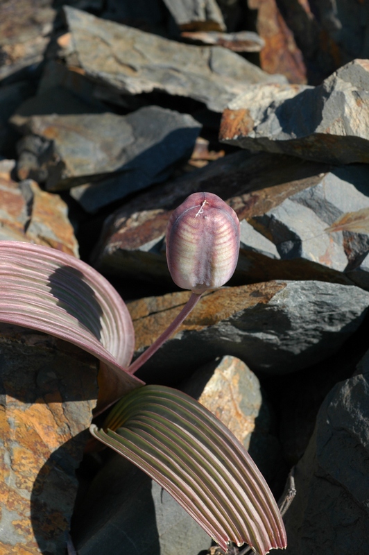 Image of Tulipa regelii specimen.