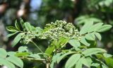 Sorbus aucuparia
