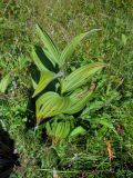 Veratrum lobelianum