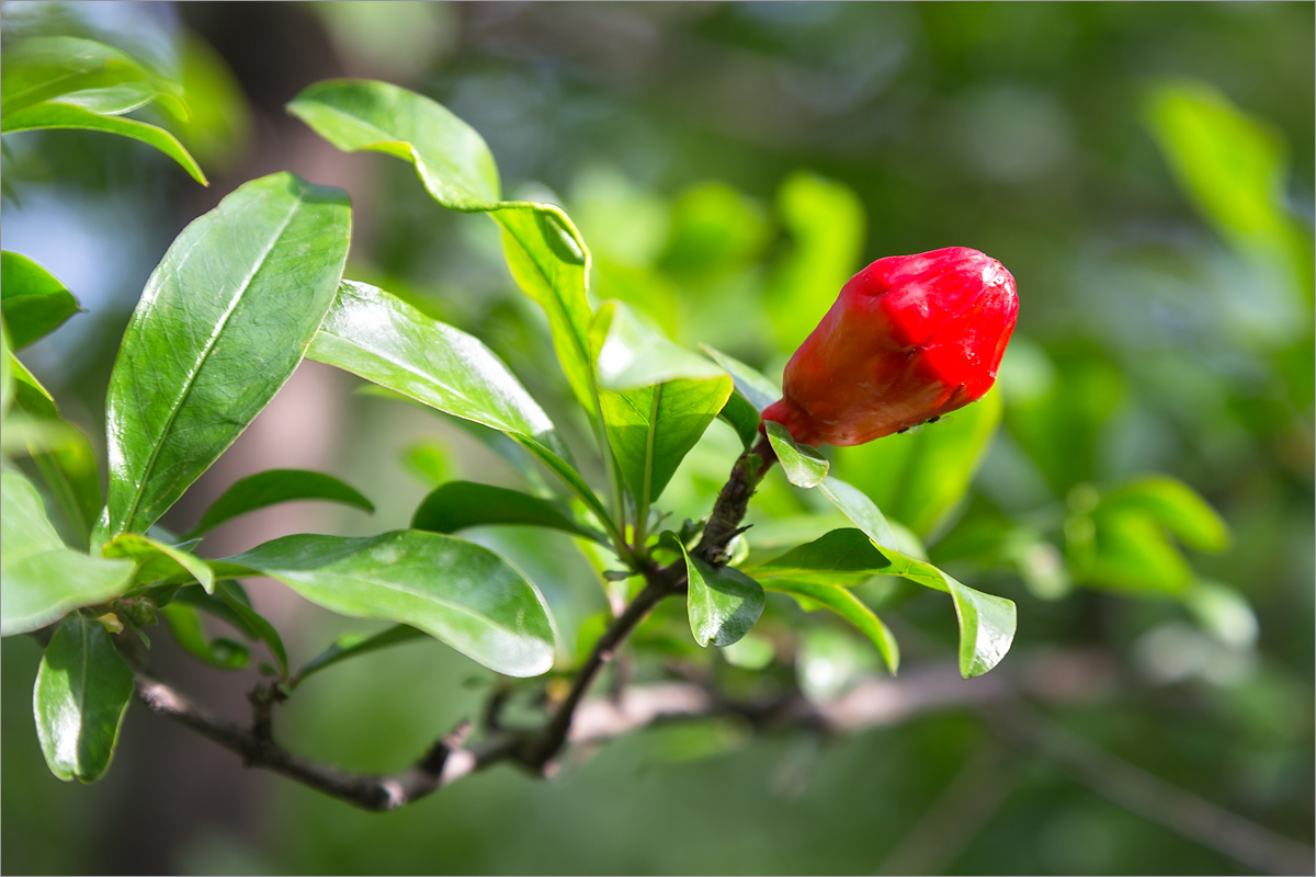 Изображение особи Punica granatum.