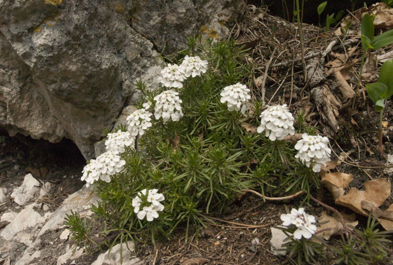 Image of Iberis saxatilis specimen.