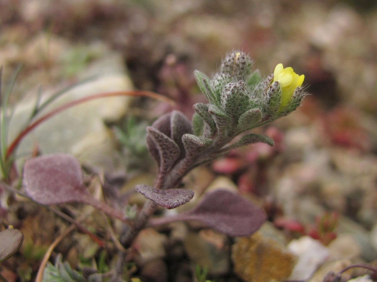 Image of Alyssum smyrnaeum specimen.