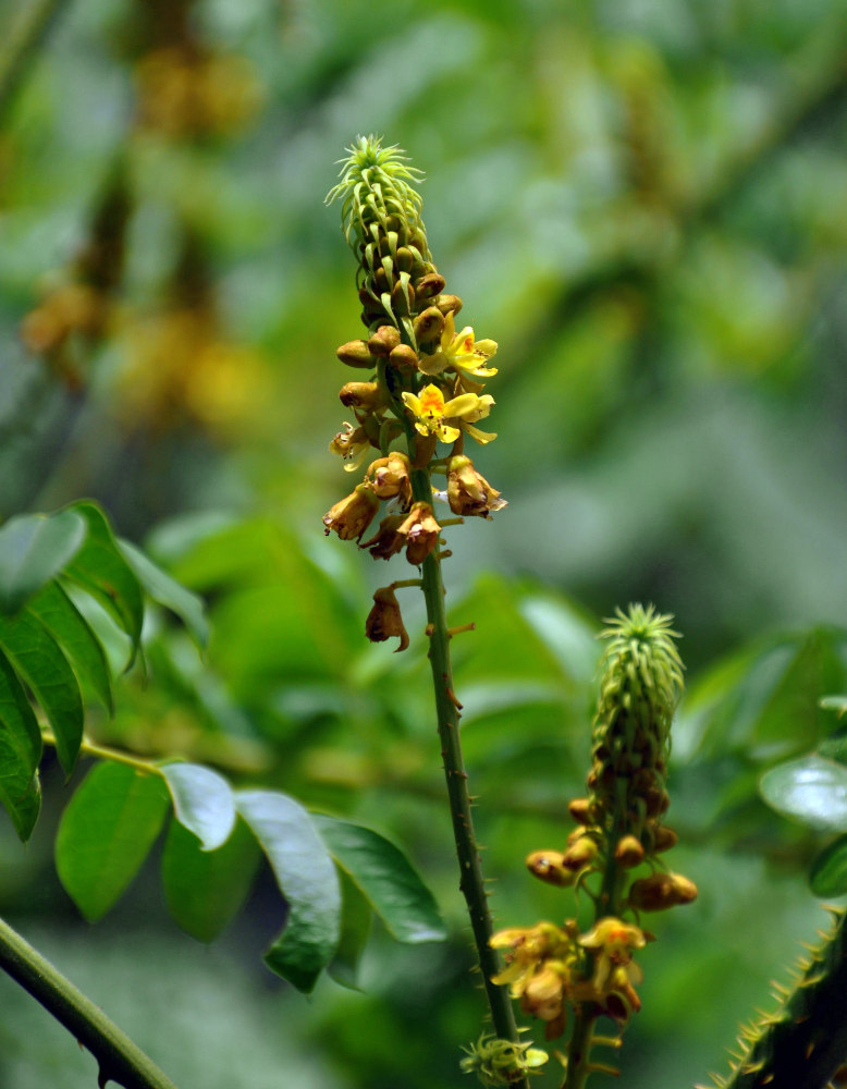 Изображение особи Caesalpinia bonduc.