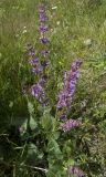 Salvia verticillata. Цветущее растение. Кабардино-Балкария, Эльбрусский р-н, с. Байдаево. 16.07.2009.