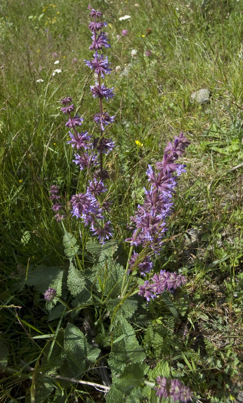 Изображение особи Salvia verticillata.