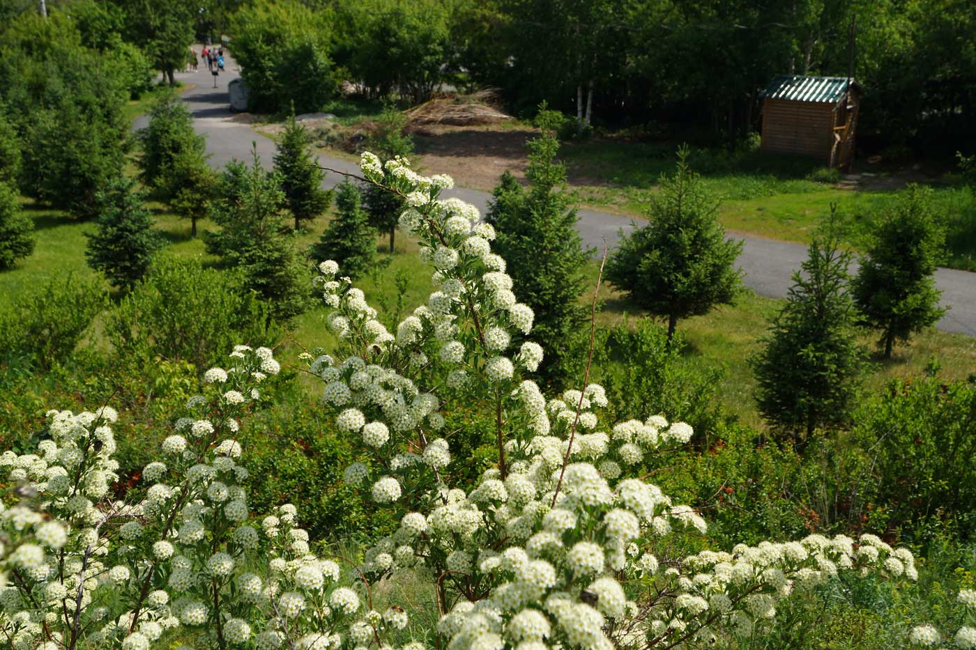 Изображение особи Spiraea crenata.