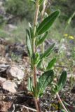 Helianthemum grandiflorum. Средняя часть побега. Крым, Байдарская долина, каменистый склон в светлом можжевеловом лесу. 21 мая 2010 г.