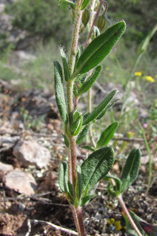 Image of Helianthemum grandiflorum specimen.