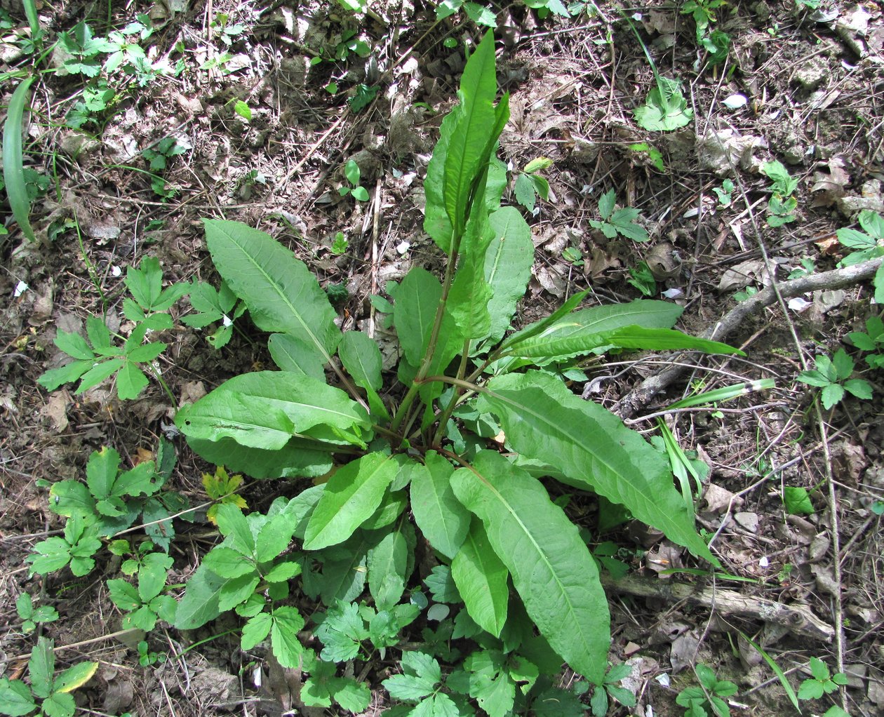 Image of Rumex conglomeratus specimen.