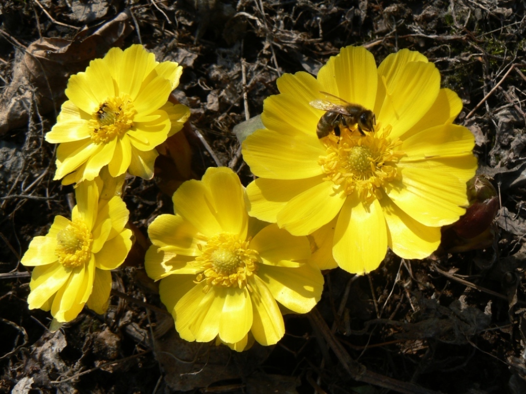 Изображение особи Adonis amurensis.