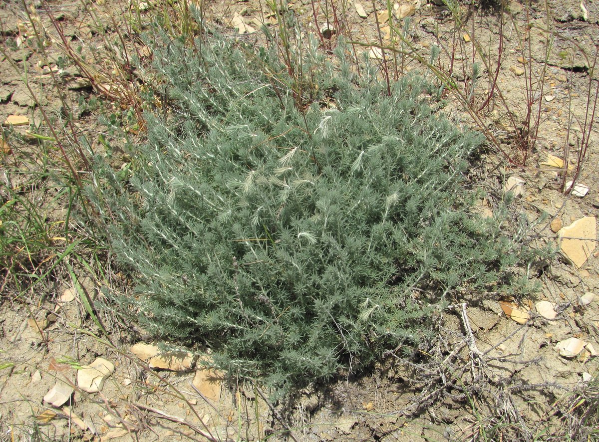 Image of Sedobassia sedoides specimen.