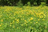 Trollius europaeus
