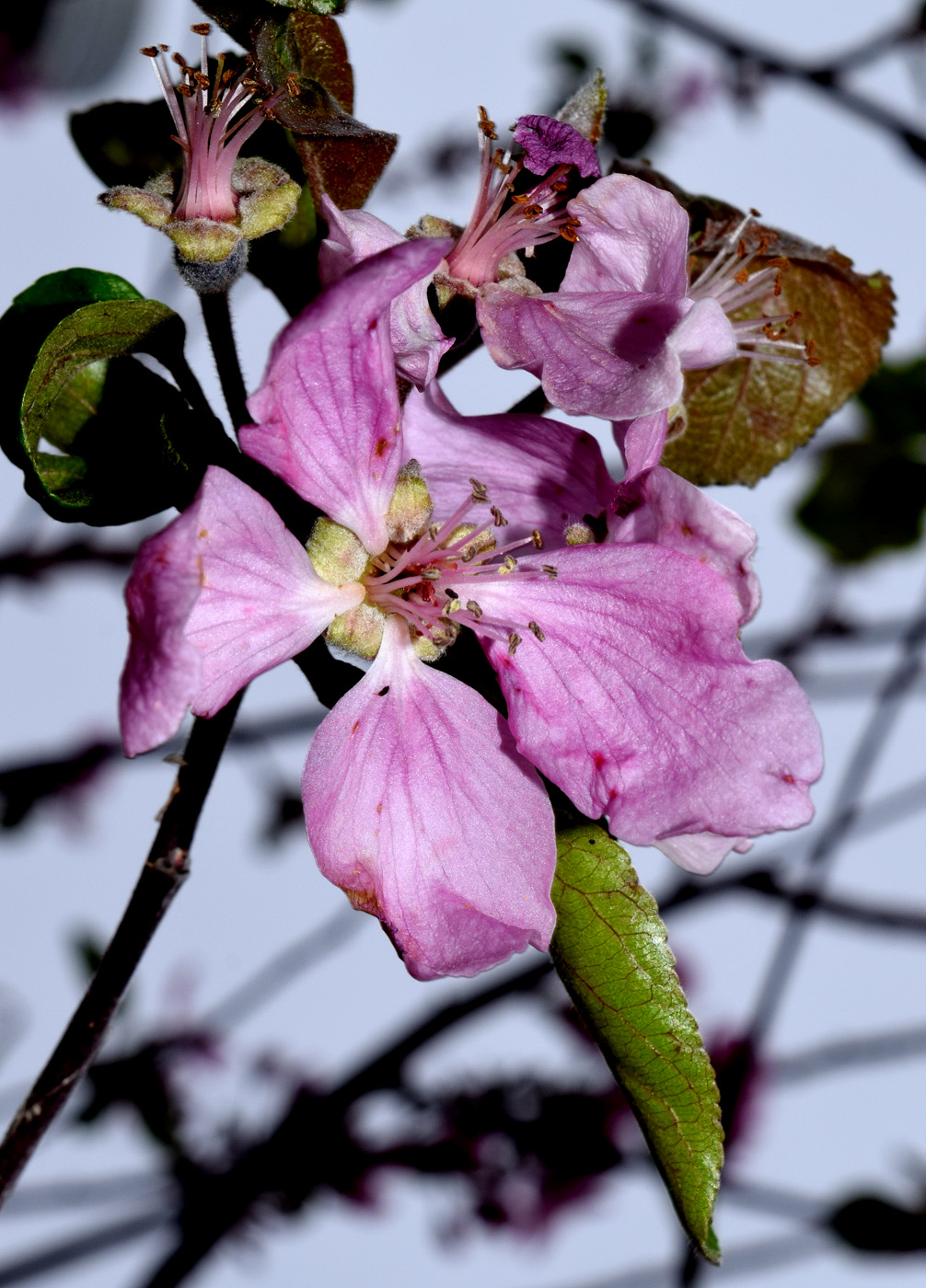 Image of Malus niedzwetzkyana specimen.