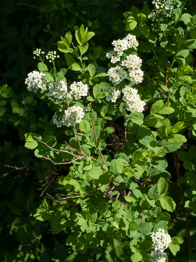 Image of Spiraea media specimen.