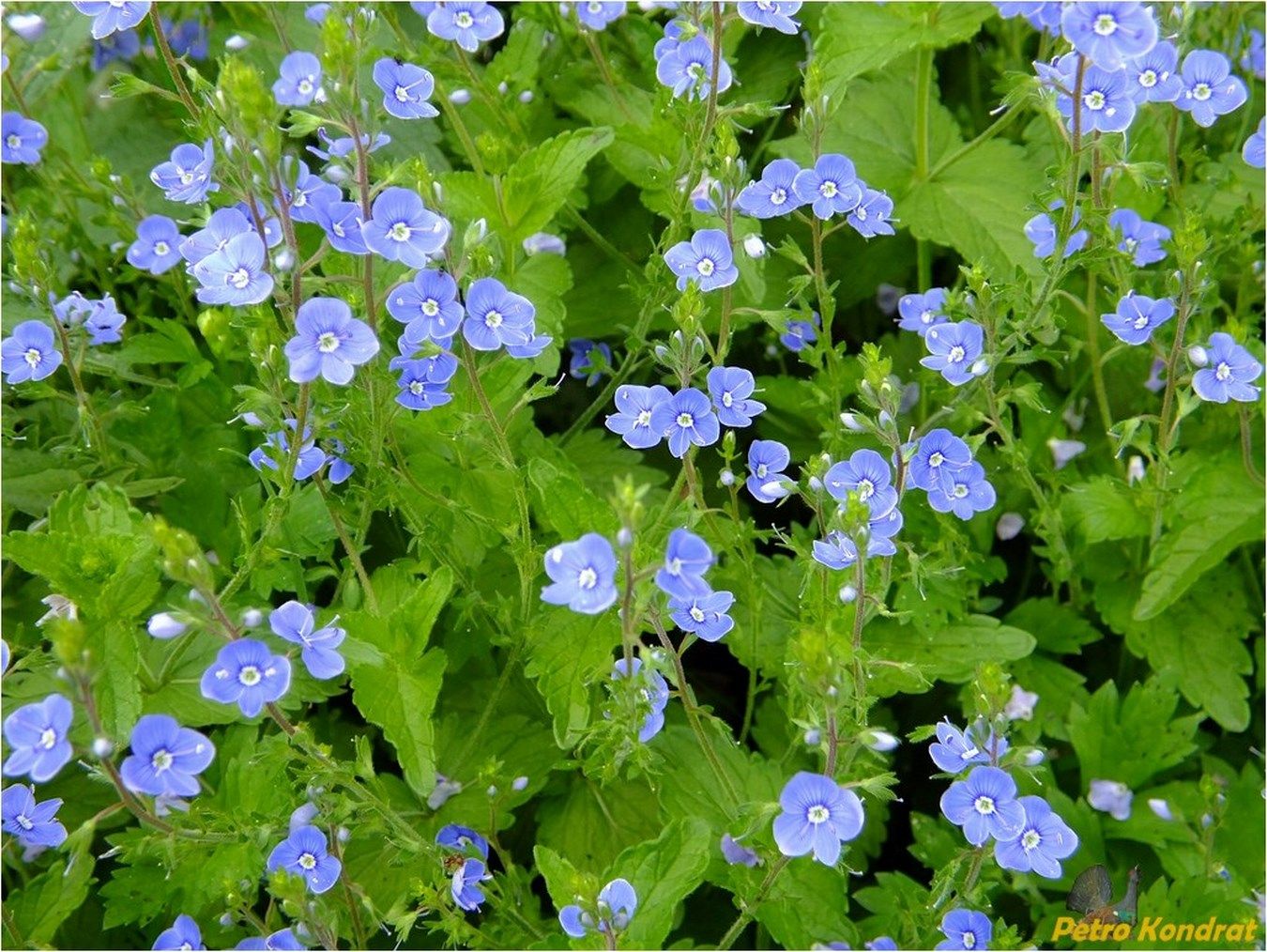 Image of Veronica chamaedrys specimen.