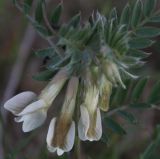 Vicia pannonica