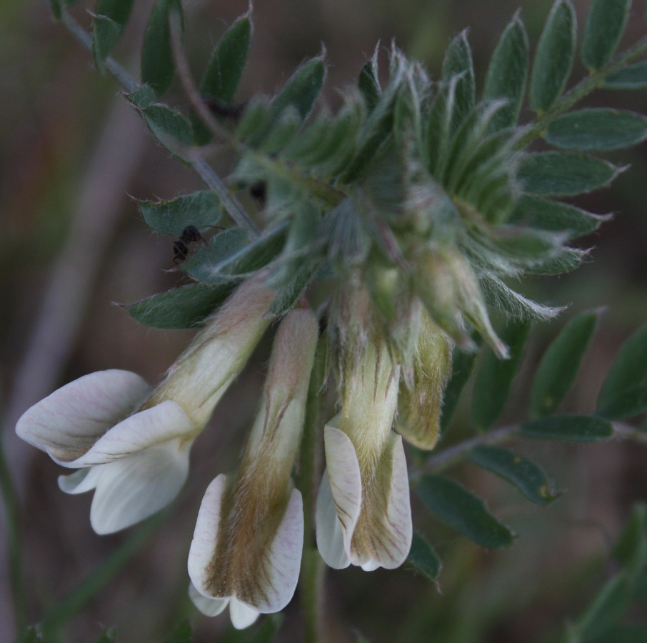 Image of Vicia pannonica specimen.