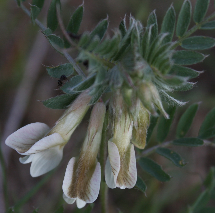 Изображение особи Vicia pannonica.