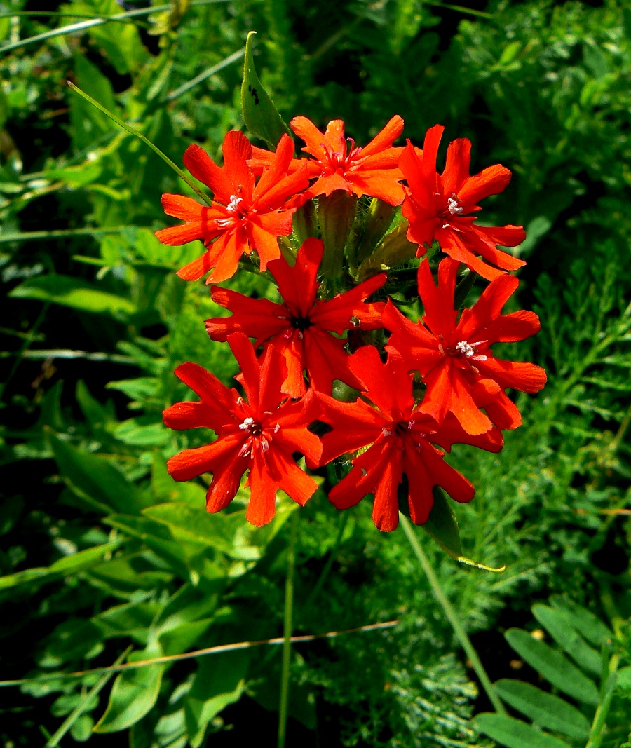 Изображение особи Lychnis chalcedonica.