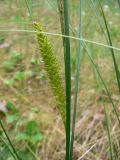 Carex rostrata. Часть побега с соплодием. Санкт-Петербург, Приморский р-н, Юнтоловский заказник, заболоченный участок р. Каменка. 23.06.2018.