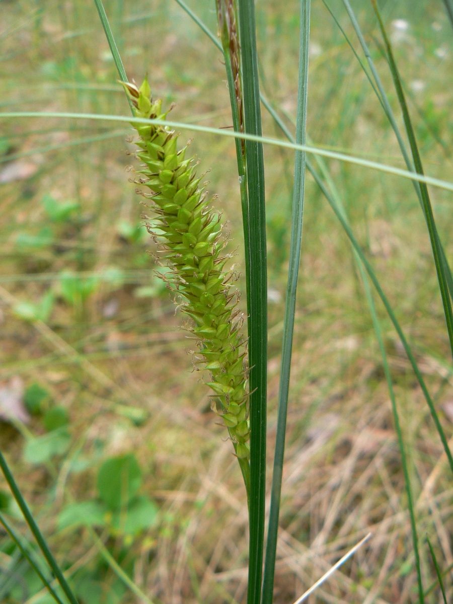 Изображение особи Carex rostrata.