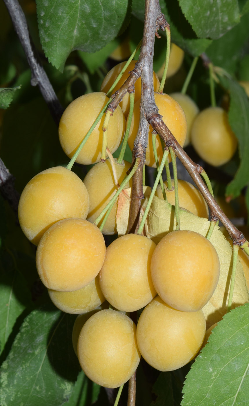 Image of Prunus cerasifera specimen.