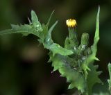 Sonchus oleraceus