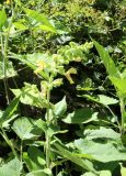 Salvia glutinosa