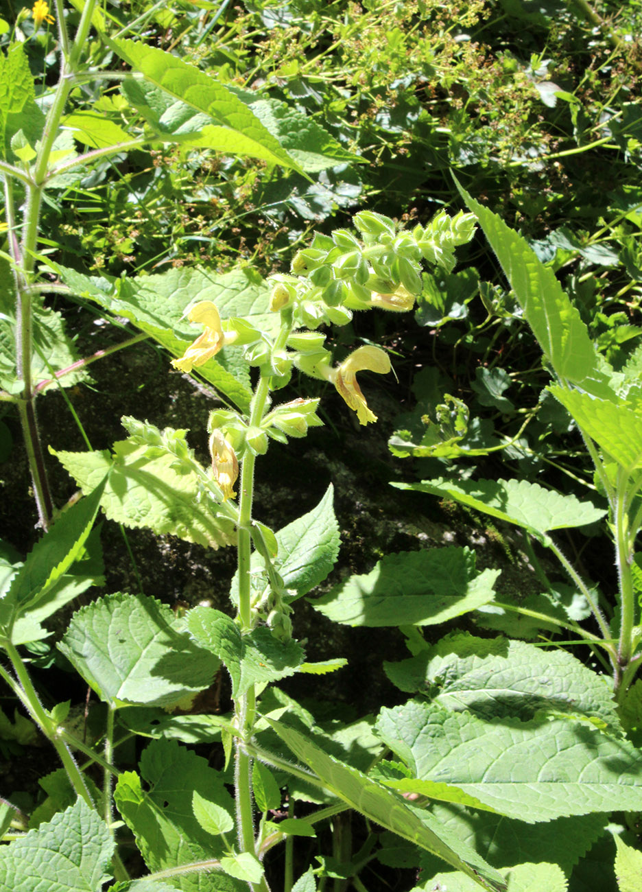 Изображение особи Salvia glutinosa.