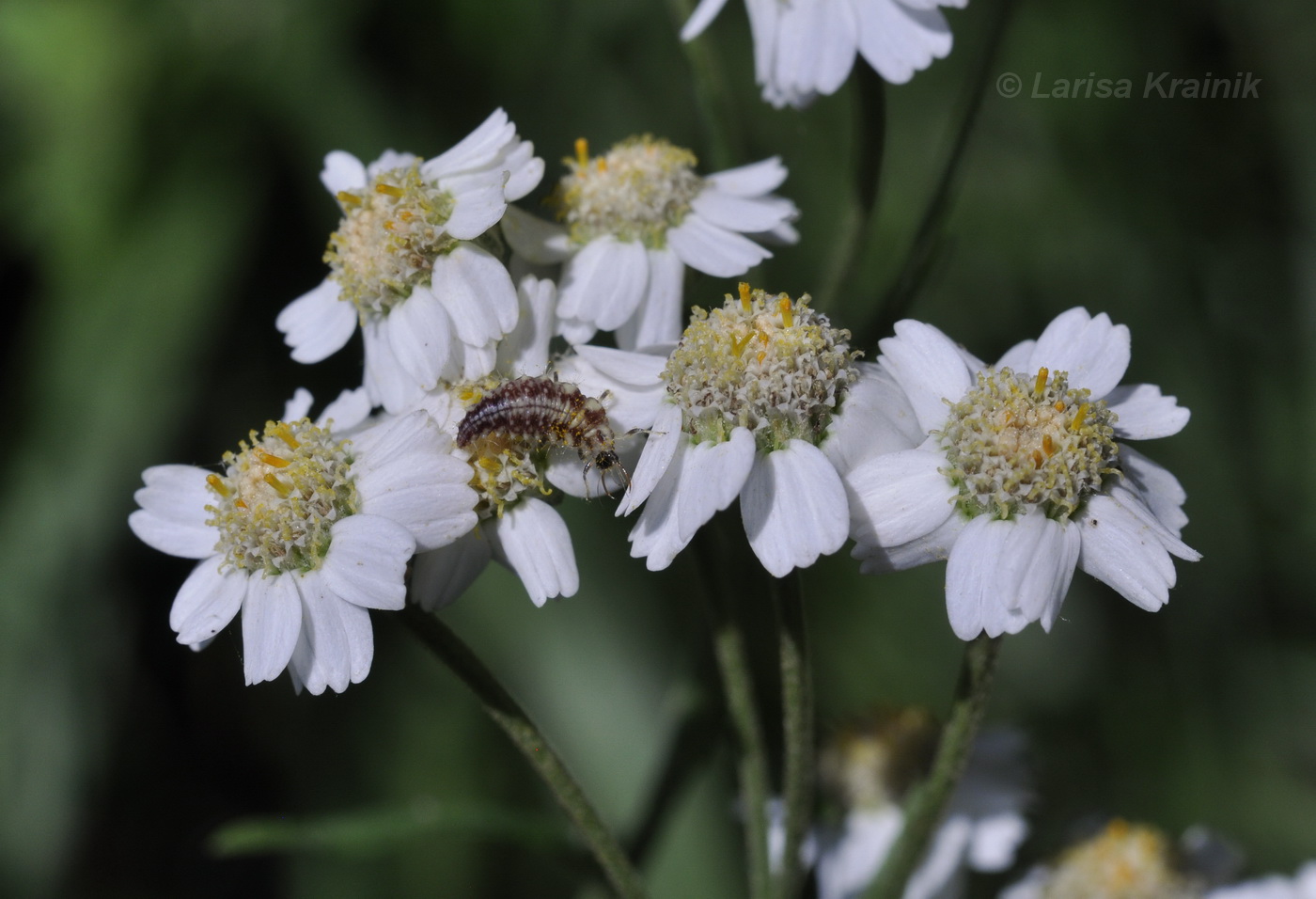 Image of Achillea acuminata specimen.