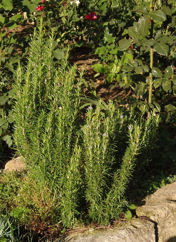Image of Rosmarinus officinalis specimen.