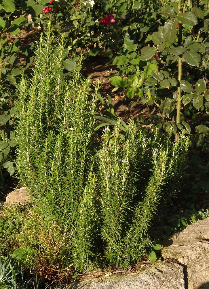 Изображение особи Rosmarinus officinalis.