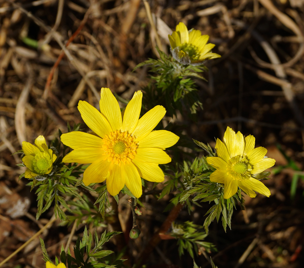 Image of Adonis villosa specimen.