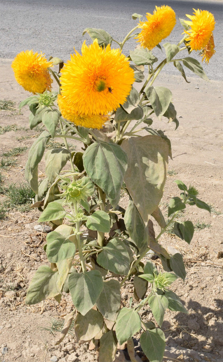 Image of Helianthus annuus specimen.