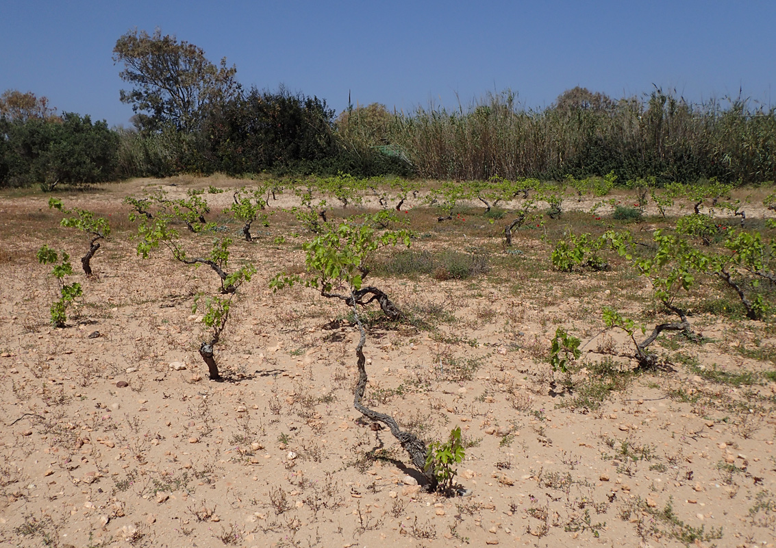 Image of Vitis vinifera specimen.