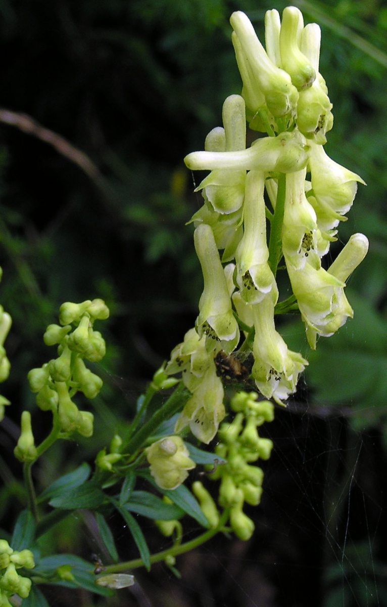 Image of Aconitum kirinense specimen.