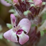 Pedicularis semenowii. Цветок. Кыргызстан, Иссык-Кульская обл., Внутренний Тянь-Шань, хр. Терскей Ала-Тоо, ущ. Барскаун, окр. водопада \"Слёзы барса\", ≈ 2600 м н.у.м., горная степь. 18.05.2018.