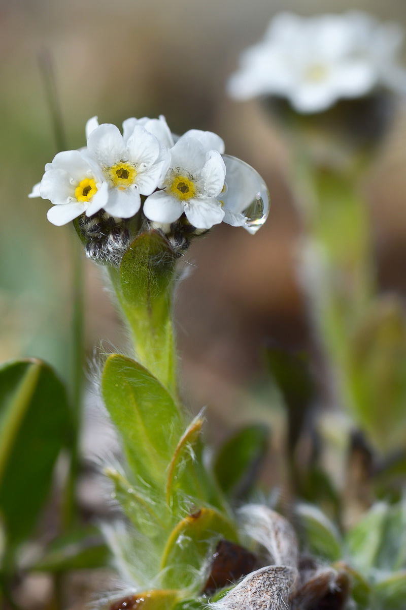 Изображение особи Eritrichium villosum.