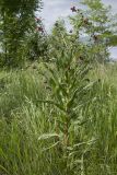 Cynoglossum officinale