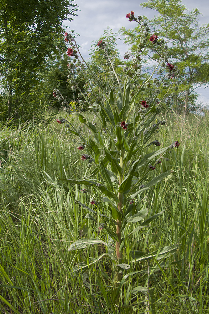 Изображение особи Cynoglossum officinale.