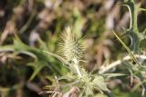 genus Cirsium. Верхушка побега с нераспустившимся соцветием. Грузия, край Самцхе-Джавахети, Боржомский муниципалитет, окр. с. Квабисхеви, небольшой луг на склоне горы, ≈ 920 м н.у.м. 09.10.2018.