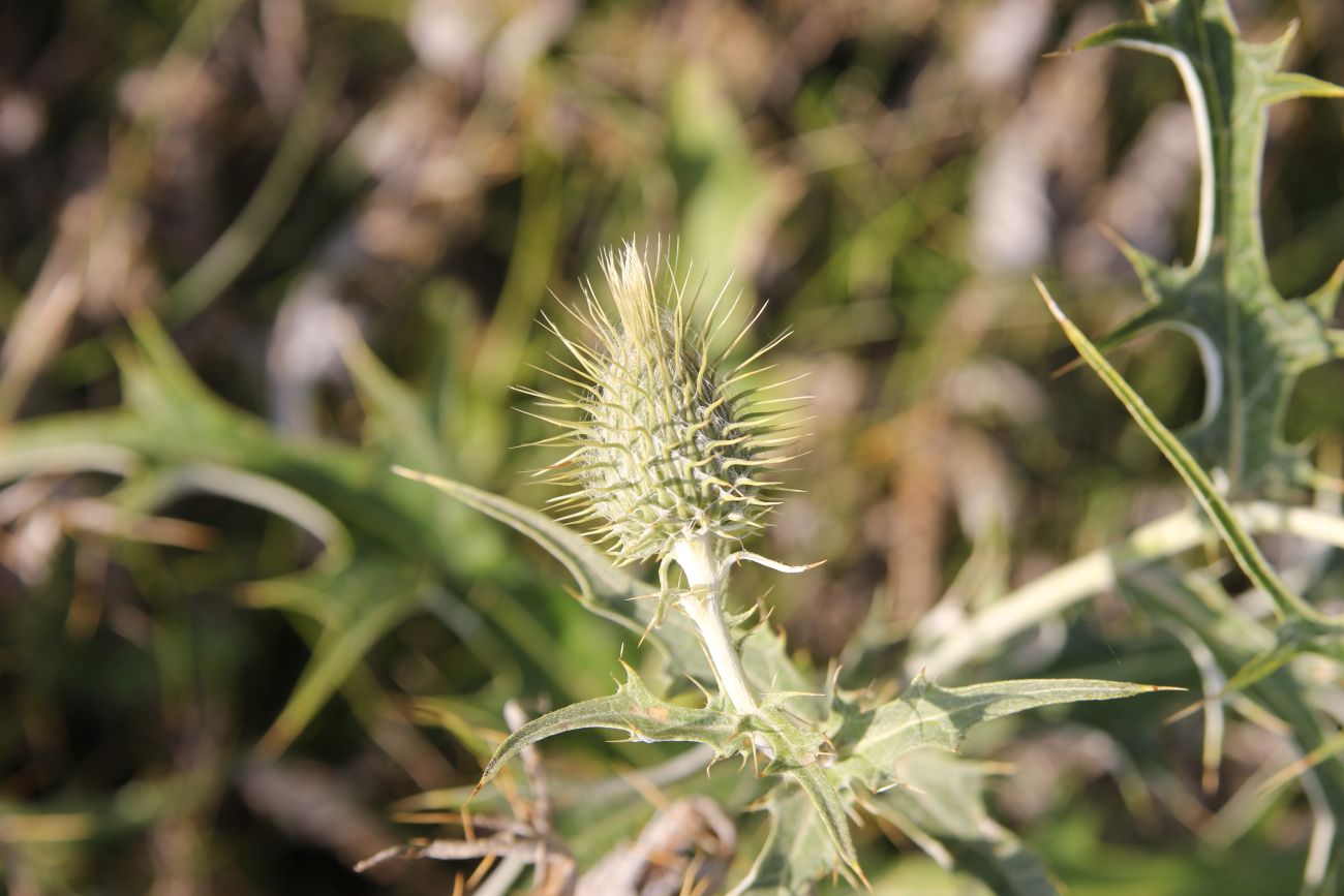 Изображение особи род Cirsium.