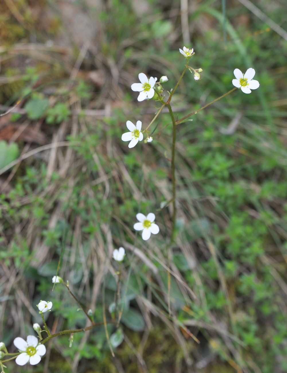 Image of Saxifraga cartilaginea specimen.