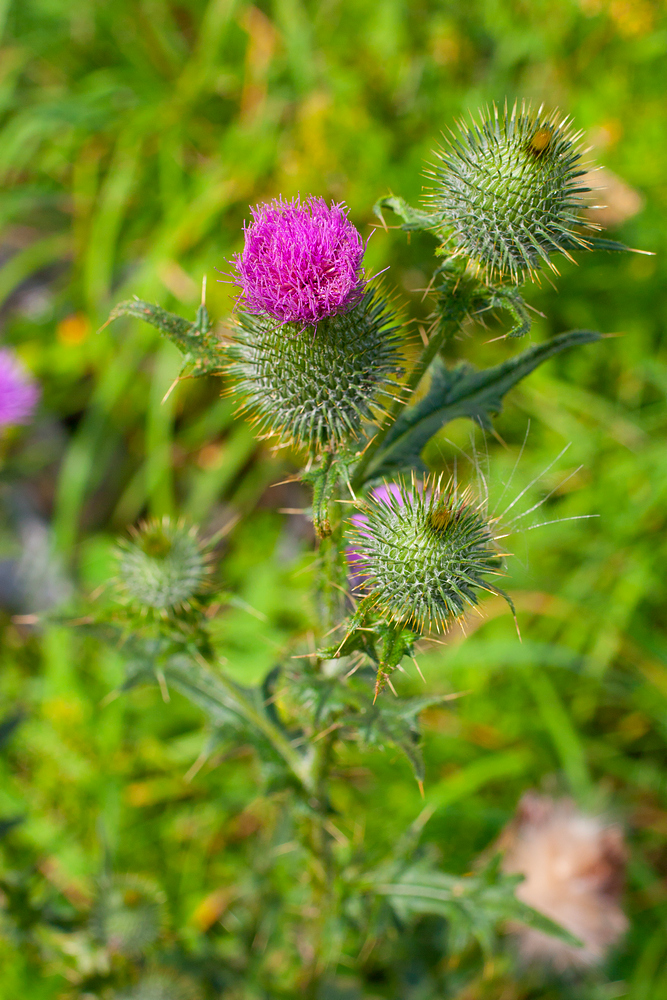 Image of Cirsium vulgare specimen.