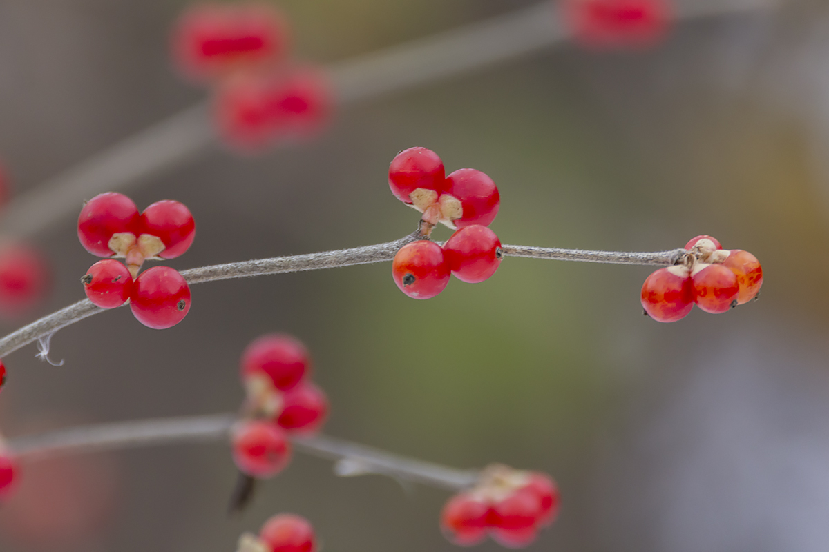 Image of Lonicera maackii specimen.